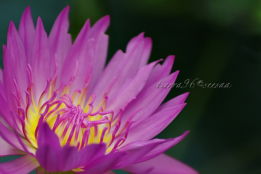100612seesaa490_090816.jpg