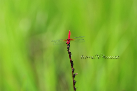 100810seesaa014_100731.jpg