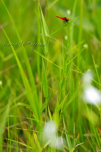 100810seesaa035_100731.jpg
