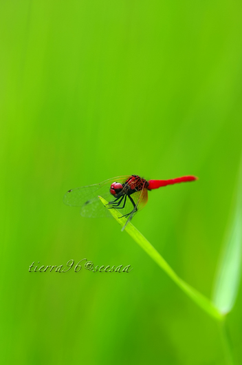 100810seesaa056_100731.jpg