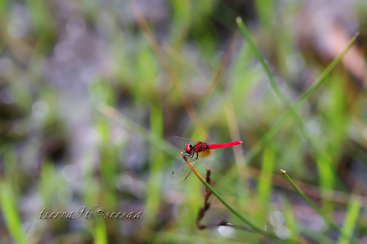 100810seesaa927_100731.jpg