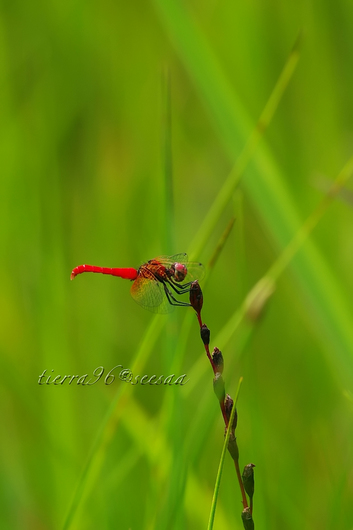 100811seesaa024_100731.jpg