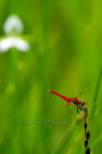 100811seesaa111_100731.jpg