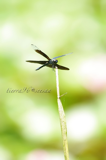 100811seesaa220_100731.jpg