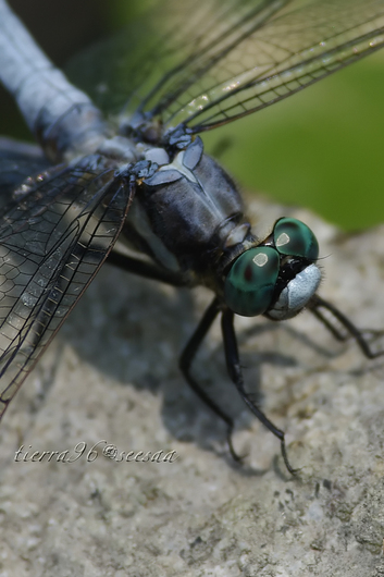 シオカラトンボ100810seesaa149_100731.jpg